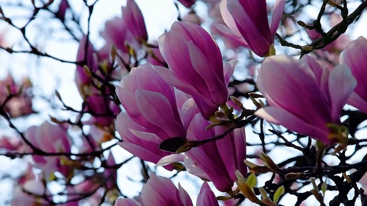 Wolfgang Amadeus Mozart - Symphony No.40 in G Minor K.550 - (1) Molto Allegro