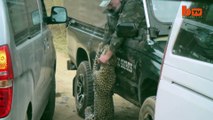 Attaqué par un léopard un guide lui roule dessus