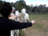 Alvinho, cavalo arabe do hotel fazenda Atibainha/SP
