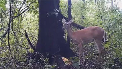 The top ten crazy video