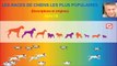 Les races de chiens les plus populaires - Descriptions et origines - Série 7/8.