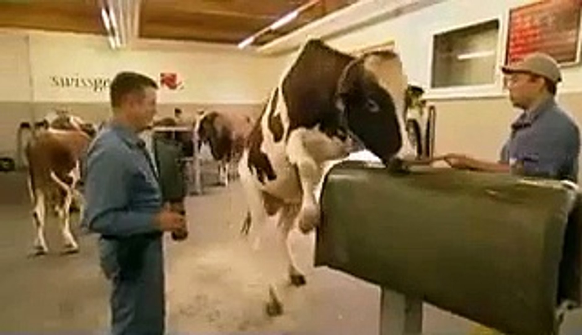 ⁣Bull insemination documentary cow gidda sx animals~1
