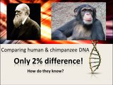Human and Chimpanzee DNA Compared