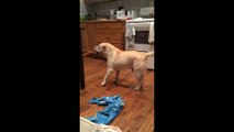 Blind Shar Pei dog attempts to bring treat to his bed