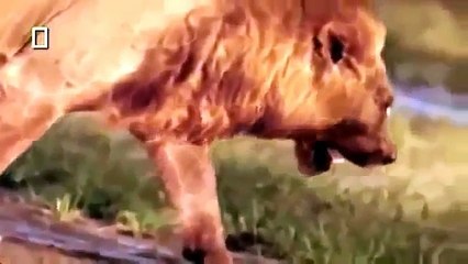 Documental de Leones Peleando Animales de Africa   Documentales de Animales Salvajes