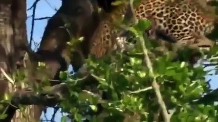 Lions Documentary  Game of Champions   Animal Planet   Special Biggest Africa Animals