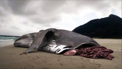 200 Ton Whale Eaten by Megalodon Shark?!?