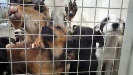 Spain's Forgotten Dogs - crowd funder campaign video - @spanishstray