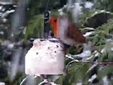 Robin & Snow in my winter garden ~ Birds UK 2010