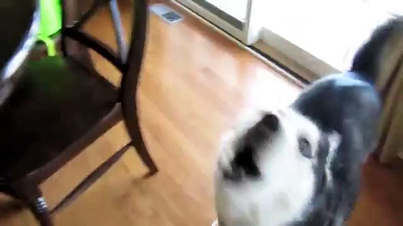 Mishka the Talking Husky Howls, Barks, then Sneezes!