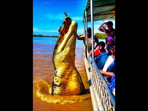 Strange Animal Pics - Version 1 - Scary Animal Photos - Giant Versions of Animals