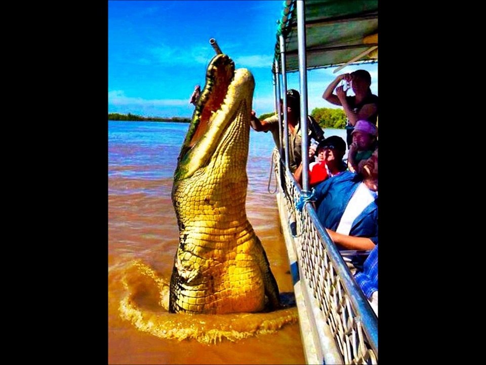 Strange Animal Pics - Version 1 - Scary Animal Photos - Giant Versions of Animals