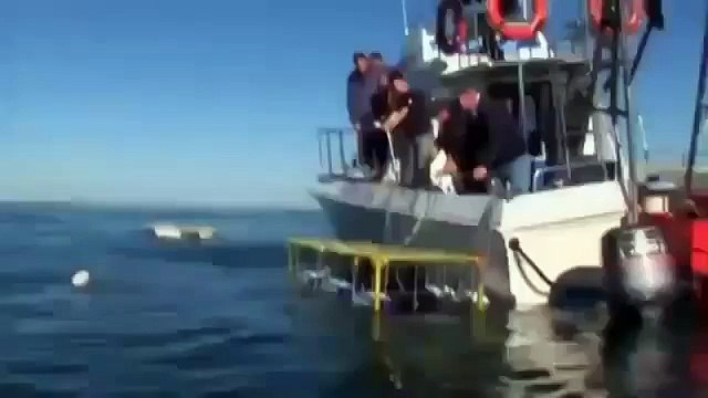 Great White Shark Attacks on Humans Caught On Tape 480p