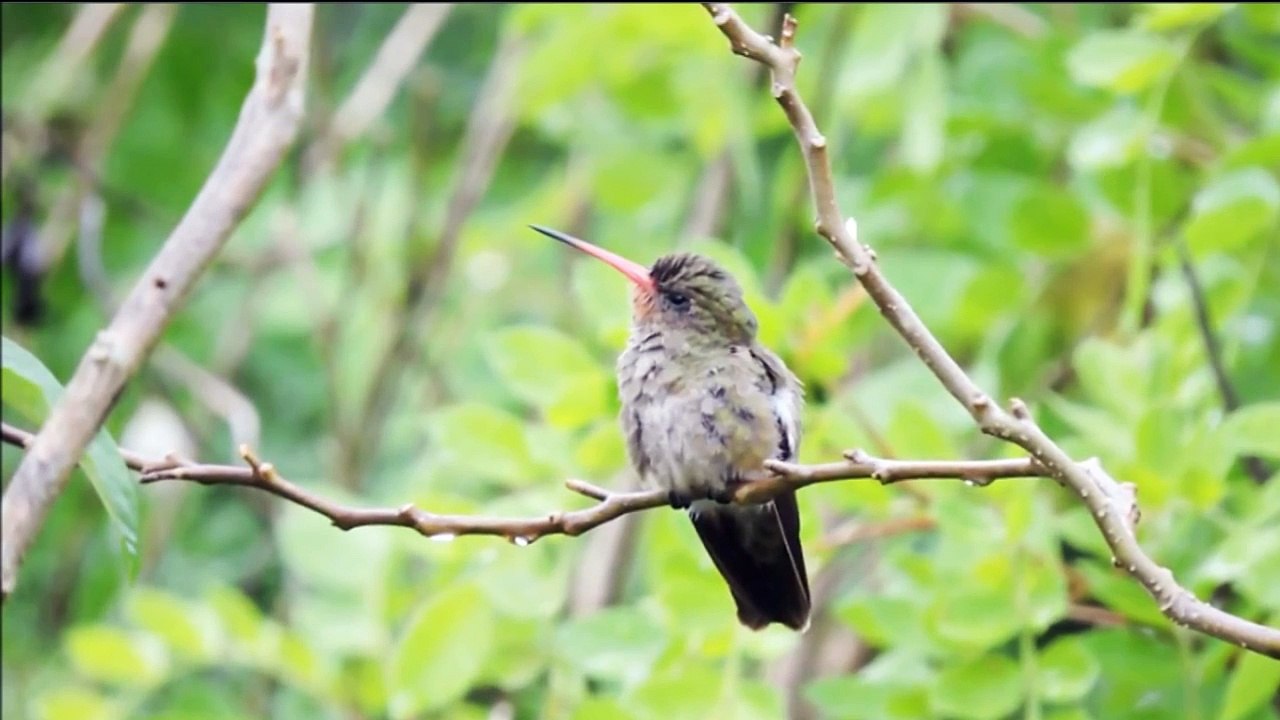 CANTO DO BEIJA FLOR DOURADO (ÁUDIO)