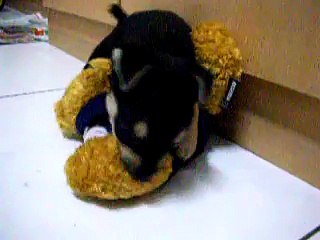dogy