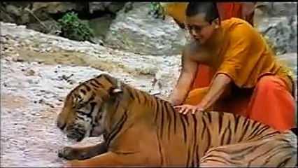 Home for the Tiger - Animal Planet