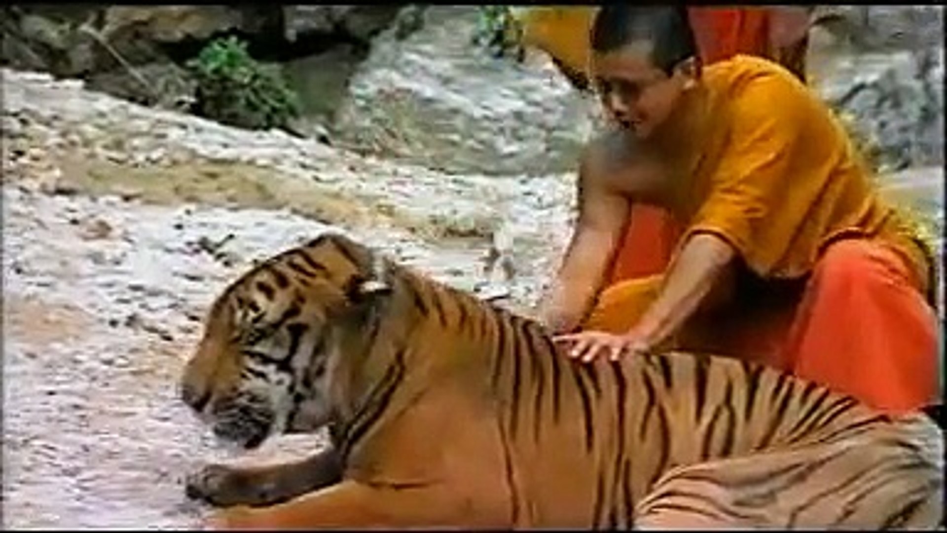⁣Home for the Tiger - Animal Planet