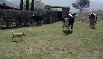 Intentado pastorear unas vacas - Dogs traying to herd cows