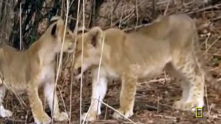 National Geographic Documentary Wild Animals attack National Geographic Animals ✔ ► P.21