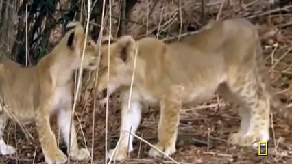 National Geographic Documentary Wild Animals attack National Geographic Animals ✔ ► P.21