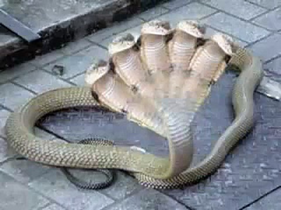 Snake with Seven Heads appears in India – PKMaza