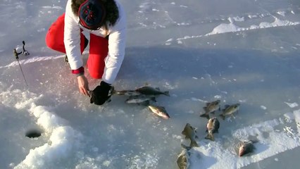 Download Video: Yet more Lake Champlain White Perch Fishing