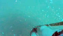 Spearfishing Cobia Florida