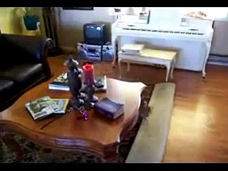Duma vs. Chi-chi (chapter 1) bengal cat & ferret