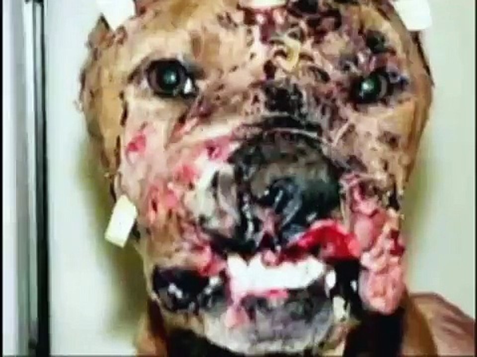 PELEAS DE PERROS EN MEXICO