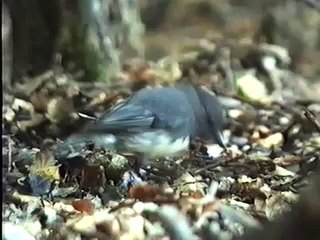 Nz Birds - South Island Robin Hunting