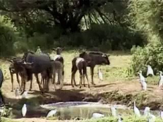 All creatures, great and small