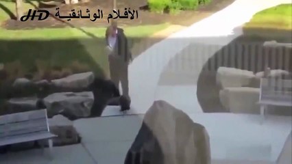 حيوانات مفترسه ll حيوانات مجنونه تهاجم البشر | الجزء 1 ✔