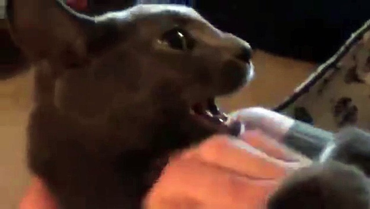 Lil Kitty Being Tickled - OMG Tickle Kitten! Lol silly grey cat