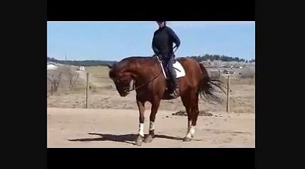 Dressage Horse Training Bending Exercises for Suppleness
