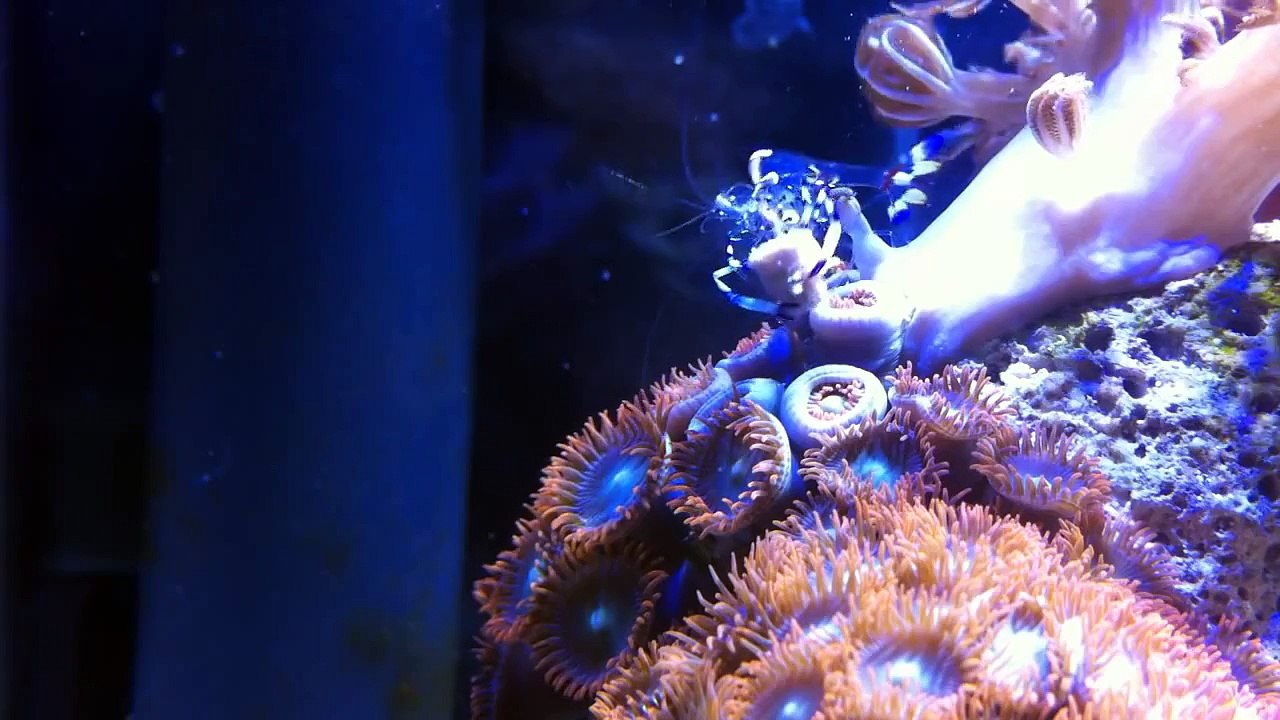 Anemone Shrimp Feeding