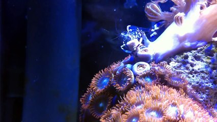 Anemone Shrimp Feeding