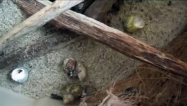 TWO HERMIT CRABS FIGHT OVER SHELL AND ONE CHANGES SHELL