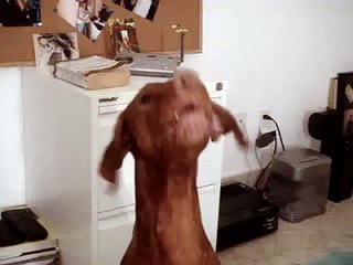 Howling Vizsla