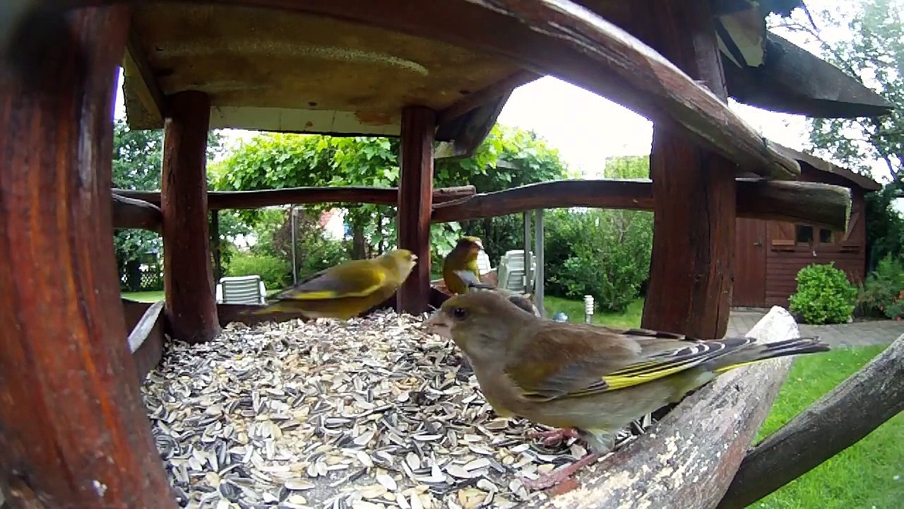 Gopro time lapse in a bird feeder (Vogelhaus); Menden, Germany