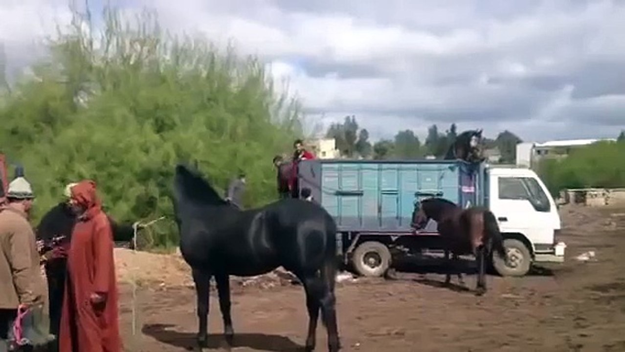 Fantasia mantes la jolie .Achat de chevaux à Settat Avril 2012 06 81 83 02 35
