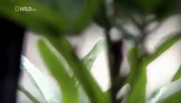 Cet homme est un croco-humain, regardez ce qu'il est capable de faire...