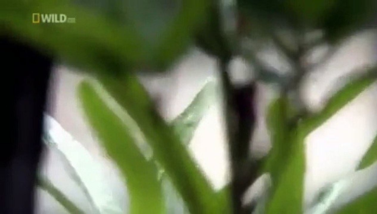 Cet homme est un croco-humain, regardez ce qu'il est capable de faire...