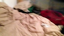 Chow Shepherd Mix And Short Hair Border Collie Playing With Amy