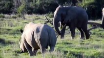 هجوم الحيوان - معارك الحيوانات - وحيد القرن VS فيل