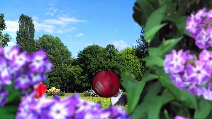 Big Kitty Cat Smiles