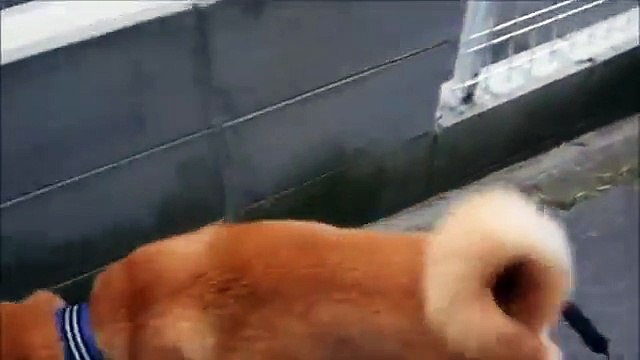 忍び寄る柴犬と気付かない猫 Shiba Inu Cookie - Ninja Dog with Cat.