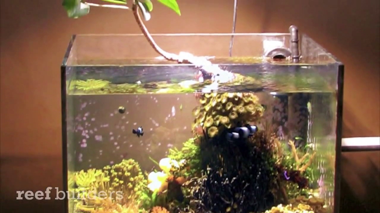 Julian Sprung's Refugium coral tank