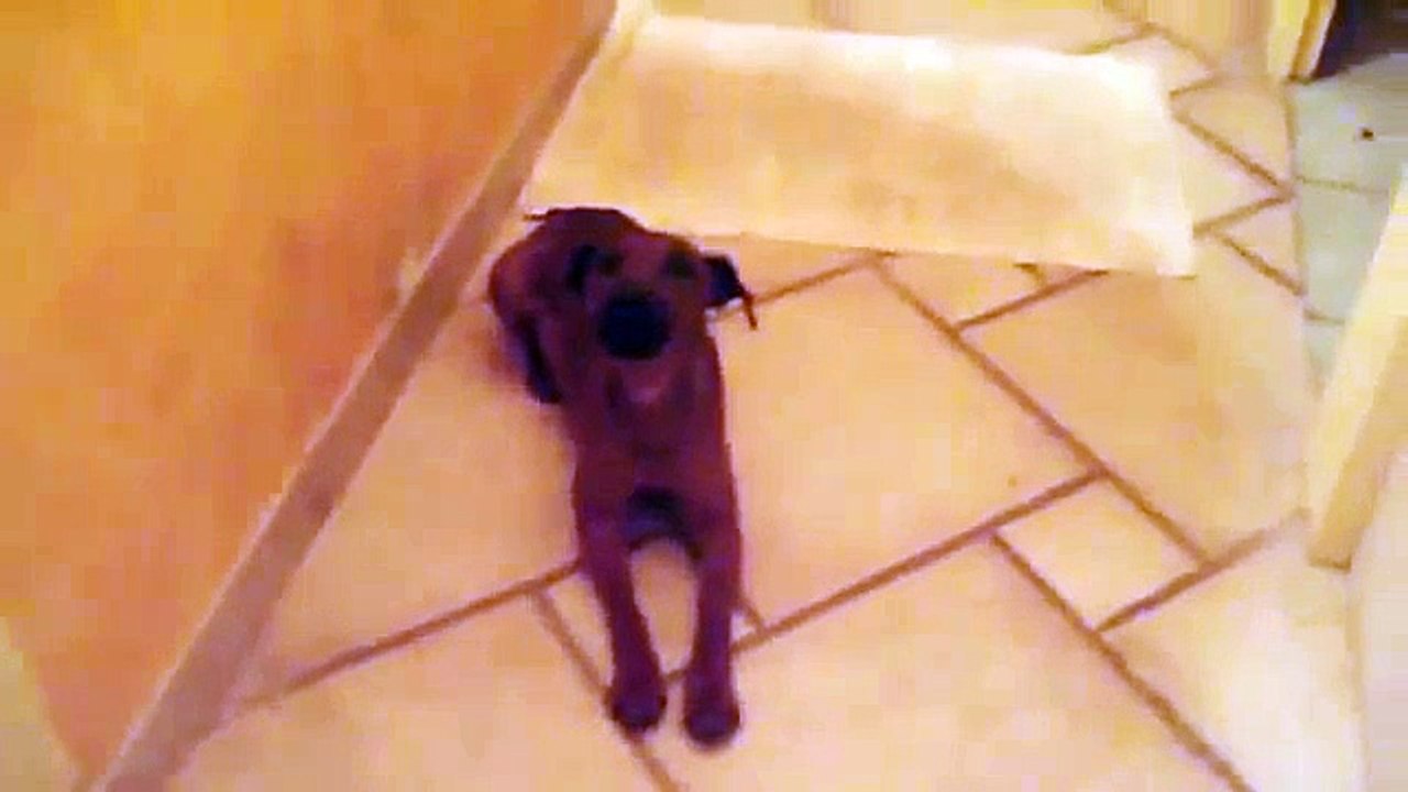 doggy puppy