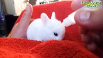Baby Bunny Eating Compilation / Маленькие кролики едят Подборка