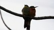 Oplev Ugandas fugle - Biæder, okkerbrystet